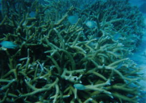 Corals_01