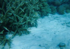 Corals_02