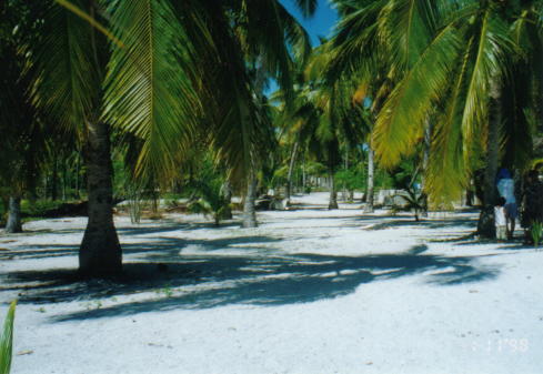 PalmenGrundstueck