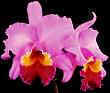 orchid
