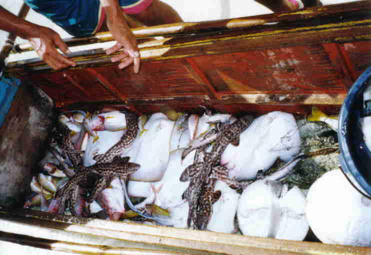 Fishing_Oscar