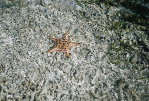 Beach_Seastar