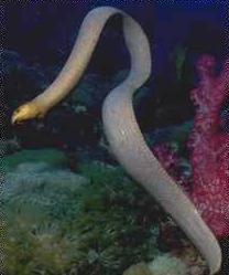 Seasnake3