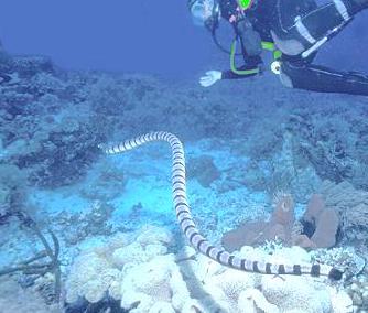 Seasnake banded1a1