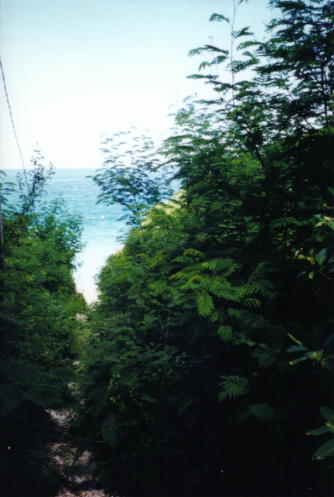 Carnassa_Jungle