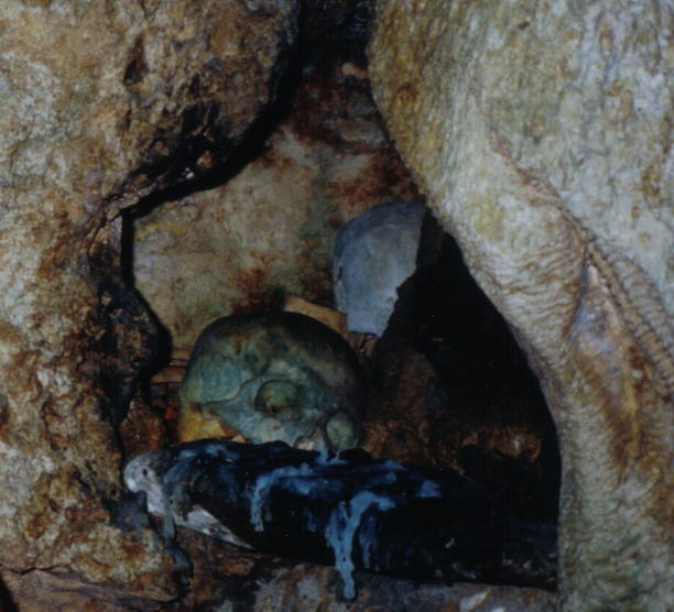 Carnassa_Scull