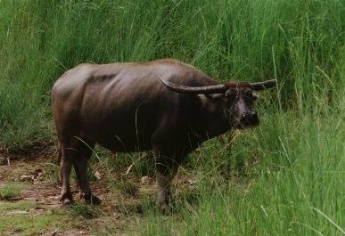 Carabao-Wasserbueffel