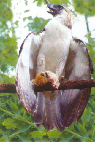 Eagle-Eating