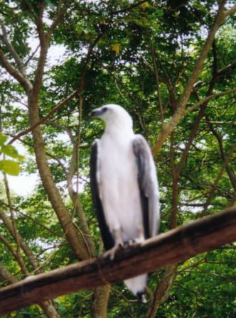 Leythe_Philippine_Eagle