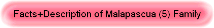 Facts+Description of Malapascua (5) Family