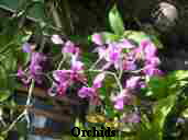 Orchids