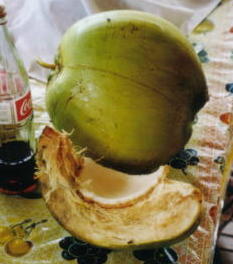 Coconut
